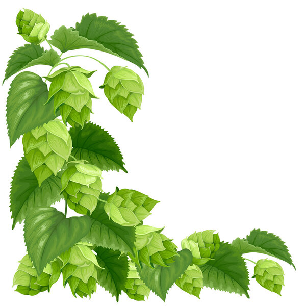 Ветвь хмеля
