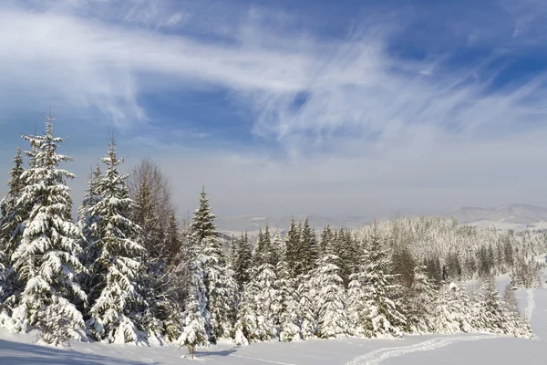 Wintermärchen — Stockfoto