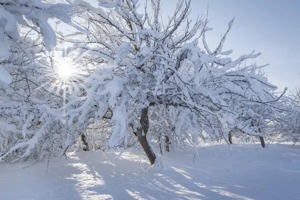 Jardín de invierno —  Fotos de Stock