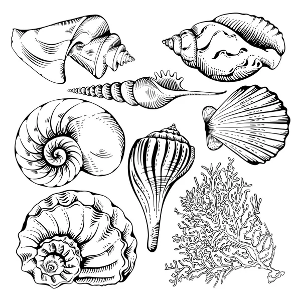 Conjunto Shell — Archivo Imágenes Vectoriales