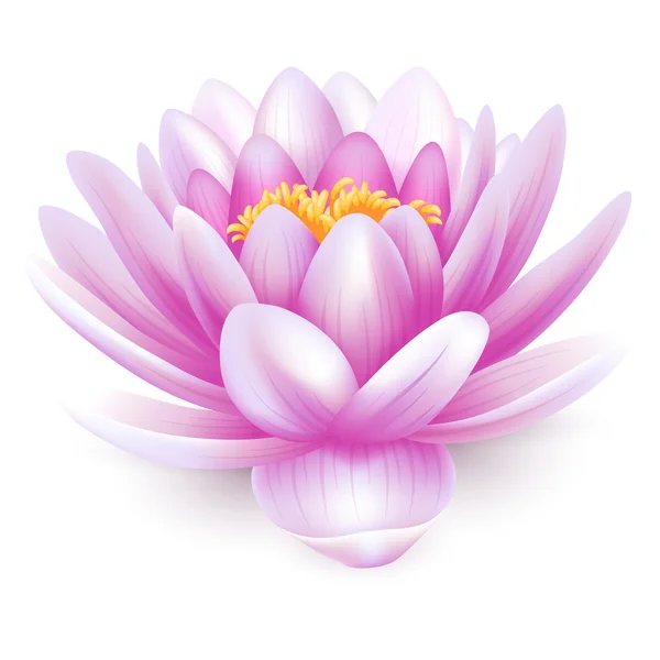 Water lily — Stock Vector