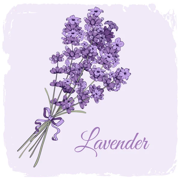 Achtergrond van lavendel — Stockvector