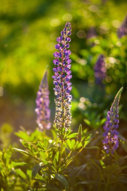 Çiçek açan makro lupin çiçeği. Lupinus, lupin, pembe mor çiçekli lupin tarlası. Mor bahar ve yaz çiçekleri