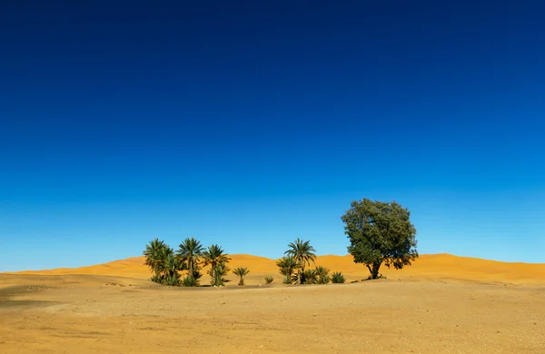 Oasis in the desert — Stock Photo, Image