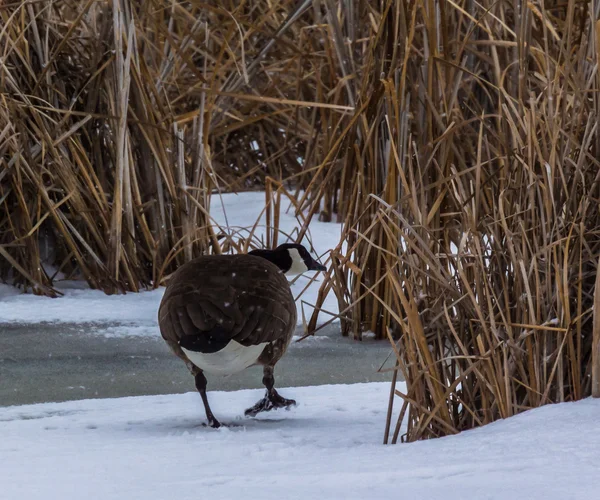 Where did my pond go — Stock Photo, Image