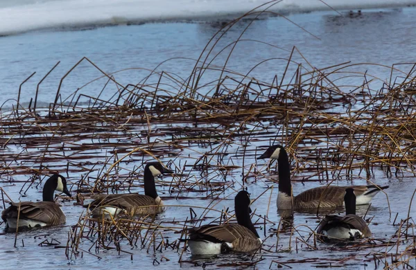 En attendant le printemps — Photo