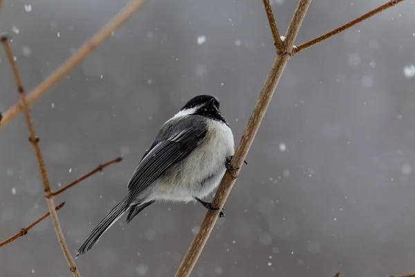 Låt det snö, ya rätt. — Stockfoto