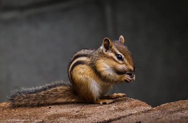 Sunflower seed bandit — Stock Photo, Image