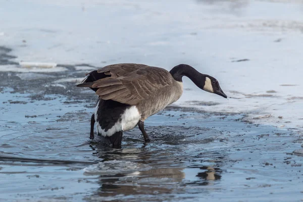 On Thin Ice — Stock Photo, Image