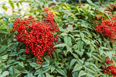 Nandina böğürtlenlerini yakından çek. Türkiye 'de kırmızı böğürtlen çalısı.