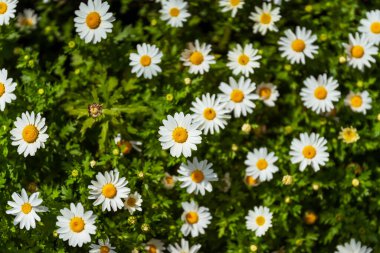 Beyaz papatya çayı dokusu. Bahçede yakın plan papatya çayı. Şehir parkında çiçek tarhı