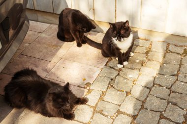 Açık havada üç siyah kedi. İstanbul 'da sokak kedileri. Kaldırımdaki sevimli kediler Güneşin tadını çıkarıyor