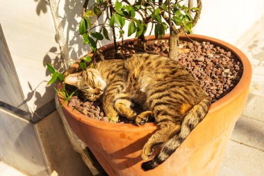 Dışarıdaki saksıda uyuyan kedi. Kedi güneş ışınlarında uyur. İstanbul 'da çizgili şirin kedi Kediler şehrinde