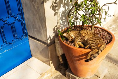 Dışarıdaki saksıda uyuyan kedi. Kedi güneş ışınlarında uyur. İstanbul 'da çizgili şirin kedi Kediler şehrinde