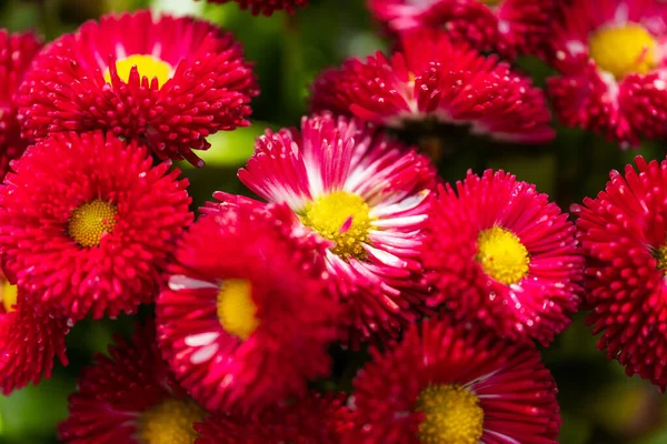 Margaridas Vermelhas Close Fundo Margaridas Borgonha Close Jardim Cama Flores — Fotografia de Stock