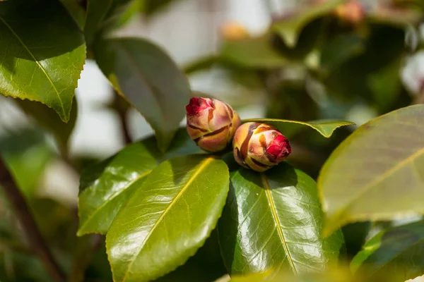 茶花绽放的特写 山茶花被霜雪破坏了 城市公园里的红茶芽 — 图库照片