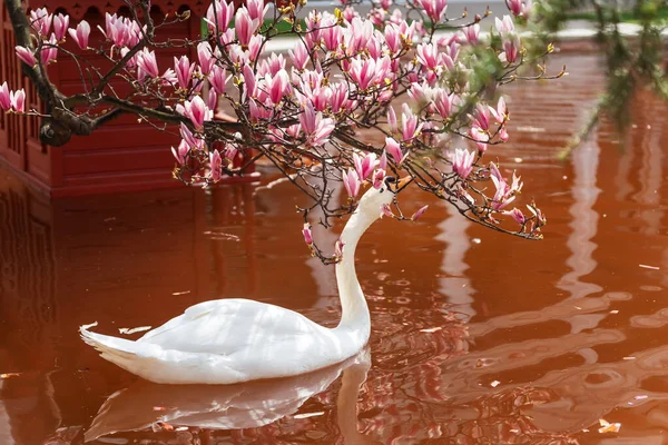 Лебеді Ставку Навесні Парку Долмабахче Стамбулі Квіти Білих Лебедів Магнолії — стокове фото
