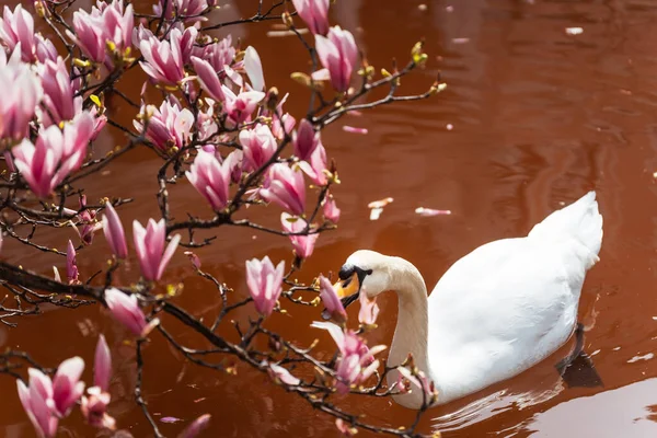 Лебедь Пруду Весной Парке Долмабахче Стамбуле Белый Лебедь Цветы Магнолии — стоковое фото