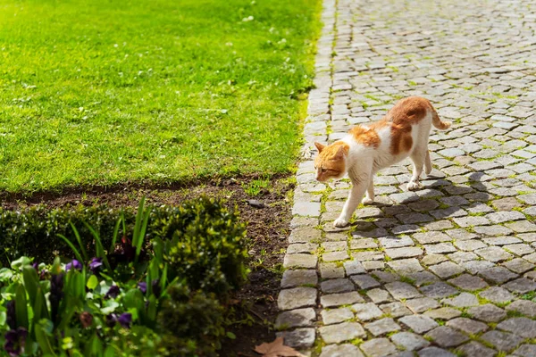 Cats Dolmabahce Park Istanbul Spring Cat City Wild Stray Cat — Stock Photo, Image