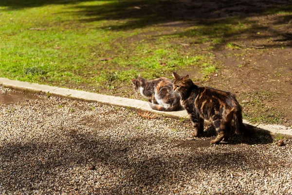 Gatos Dolmabahce Park Estambul Ciudad Gatos Primavera Gato Callejero Salvaje — Foto de Stock