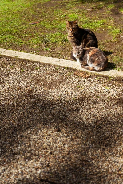 Chats Dans Parc Dolmabahce Istanbul Ville Printemps Chat Chat Sauvage — Photo