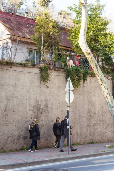 Istanbul Turquía 2021 Perro Patio Una Casa Privada Residencial Sobre — Foto de Stock