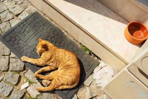 Cat outdoor in Istanbul. Stray cats in Turkey. Street red cat sleeps on the mat at the entrance to the house