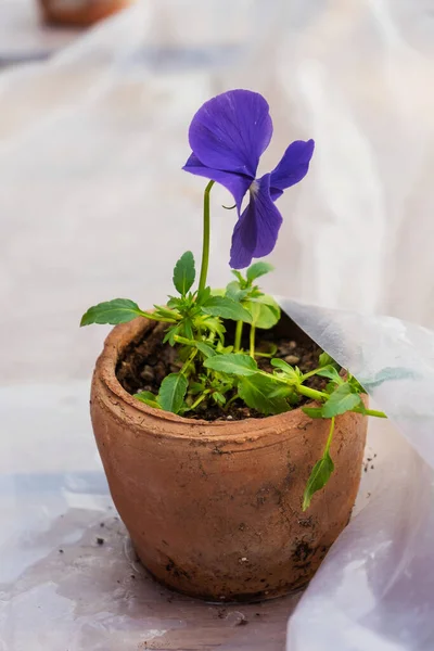 Lila Virágárvácskák Pansy Virágok Cserépben Ablakpárkányon Ház Előtt Műanyag Edény — Stock Fotó