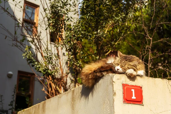 Gato Dormido Cerca Jardín Cerca Casa Gato Callejero Estambul Contra — Foto de Stock