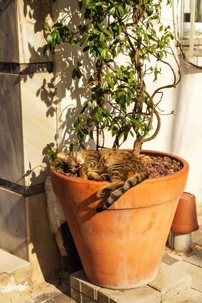 Sleeping Cat Flower Pot Outdoors Cat Sleeps Sun Rays Striped — Stock Photo, Image