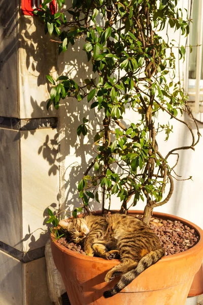 Gato Dormido Una Maceta Aire Libre Gato Duerme Bajo Los — Foto de Stock