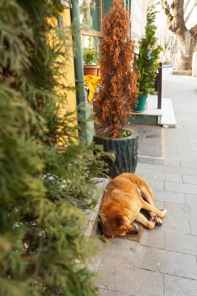 Schlafender Hund Der Nähe Des Hauseingangs Ein Obdachloser Roter Hund — Stockfoto