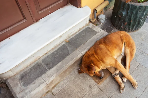 Sleeping Dog Entrance House Homeless Red Dog Sleeps Steps Apartment — Stock Photo, Image