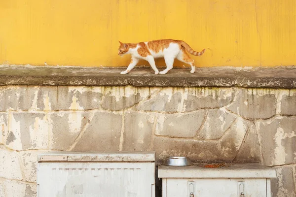 Red White Cat Yellow Wall Background Cat Walks Fence Istanbul — Stock Photo, Image