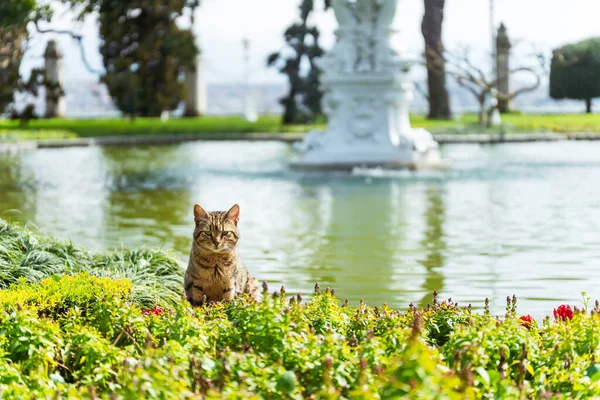 Cats Dolmabahce Park Istanbul Spring Cat City Wild Stray Cat Royalty Free Stock Images