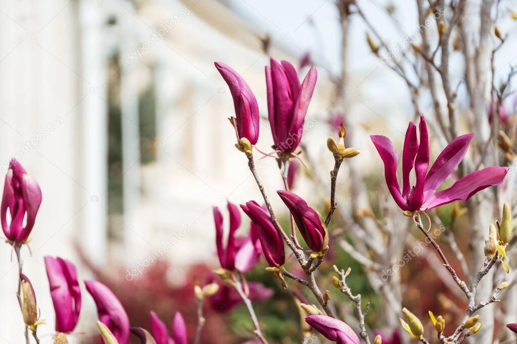 Pink magnolia flowers in Dolmabahce Park in Istanbul. Magnolia blossom in Turkey