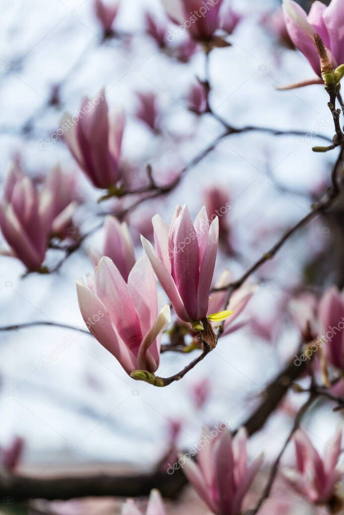 Pink magnolia flowers in Dolmabahce Park in Istanbul. Magnolia blossom in Turkey