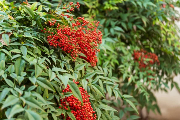 Nandina Domestica Bogyók Közelről Egy Cserje Vörös Bogyókkal Törökországban — Stock Fotó