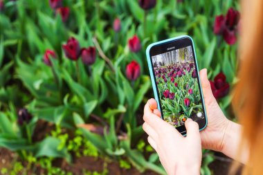 A girl takes photos of tulips on her smartphone in Istanbul. Istanbul Tulip Festival in Turkey. A woman with a phone in her hands takes a picture of a flower bed with maroon tulips clipart