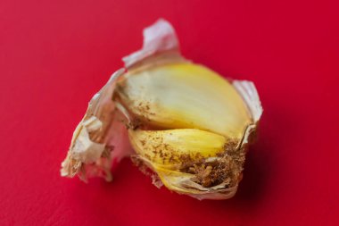 Sarımsak kafa ve yakın çekim makro fotoğrafçılık. Sarımsaklı soğan sineği larvası. Sarımsak soğanı zararlı