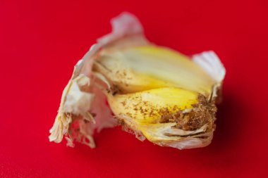 Sarımsak kafa ve yakın çekim makro fotoğrafçılık. Sarımsaklı soğan sineği larvası. Sarımsak soğanı zararlı