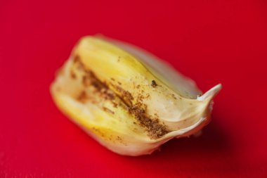 Sarımsak kafa ve yakın çekim makro fotoğrafçılık. Sarımsaklı soğan sineği larvası. Sarımsak soğanı zararlı