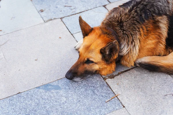 German Shepherd Streets Istanbul Shepherd Abandoned Stray Dog Large Purebred — Stock Photo, Image