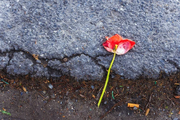 Квітка Тюльпанів Узбіччі Тюльпан Клумби Вулиці Дорозі Вандалізм Озелененням Місті — стокове фото