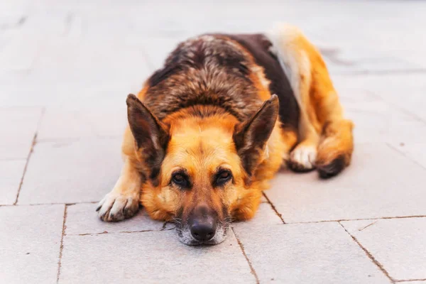 German Shepherd Streets Istanbul Shepherd Abandoned Stray Dog Large Purebred — Stock Photo, Image