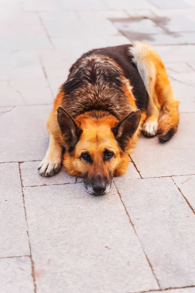 German Shepherd Streets Istanbul Shepherd Abandoned Stray Dog Large Purebred — Stock Photo, Image