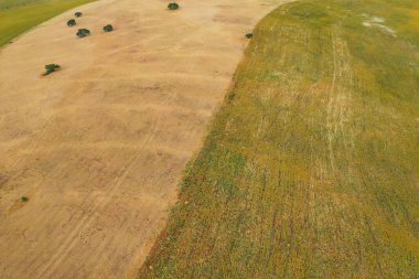 Safran tarlası dokusu hasat sonrası üst görünümü. Sabanla sürülmüş bir tarlanın arka planı. Yerde traktör izleri olan çıplak bir alan.