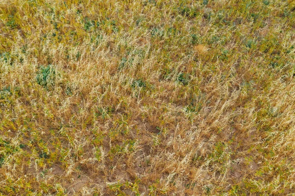 オート麦とサフランの畑 フィールドテクスチャ上のビューで 秋にフィールド上の把握と混合オート麦 — ストック写真