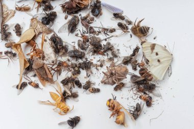 Beyaz arka planda, gece lambasından çıkan kurumuş ölü böcekler. Beyaz arka planda sinekler, hamamböcekleri, böcekler ve eşekarıları. Kurumuş uçan böceklerin dokusu