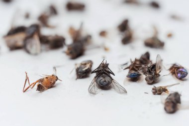 Beyaz arka planda, gece lambasından çıkan kurumuş ölü böcekler. Beyaz arka planda sinekler, hamamböcekleri, böcekler ve eşekarıları. Kurumuş uçan böceklerin dokusu